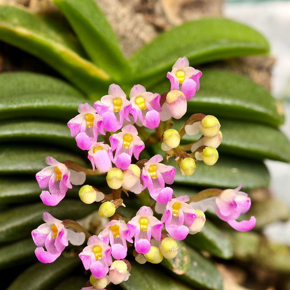 Schoenorchis fragrans