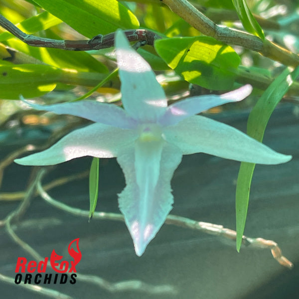 Dendrobium klabatense