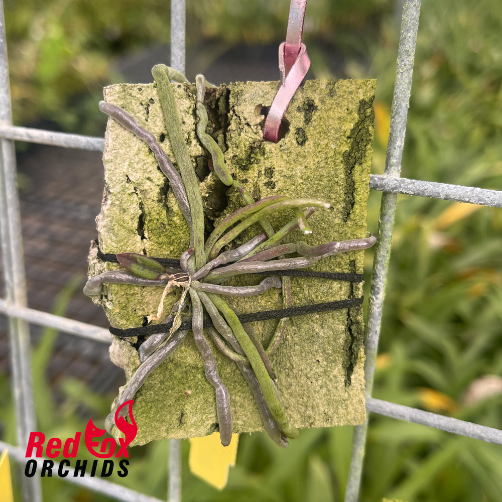 Chiloschista viridiflava x sib