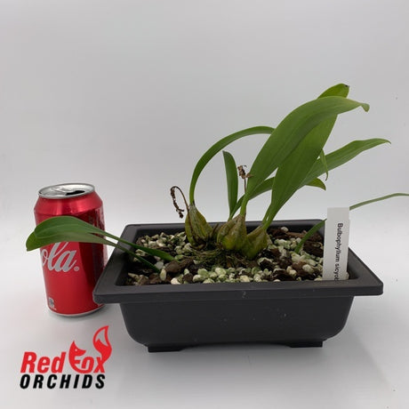 Bulbophyllum sicyobulbon