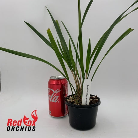 Dendrochilum yuccifolium