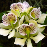 Prosthechea radiata