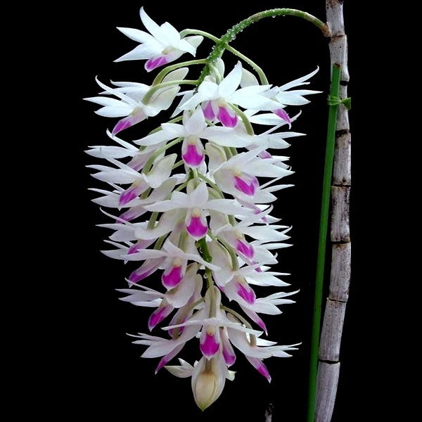 Dendrobium amethystoglossum