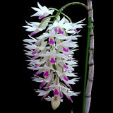 Dendrobium amethystoglossum