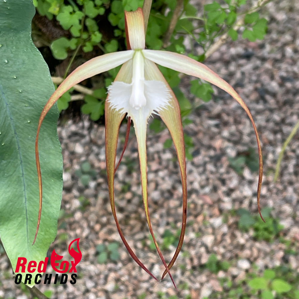 Brassavola cucullata 'Ching Hua Giant' x 'Red Flame'