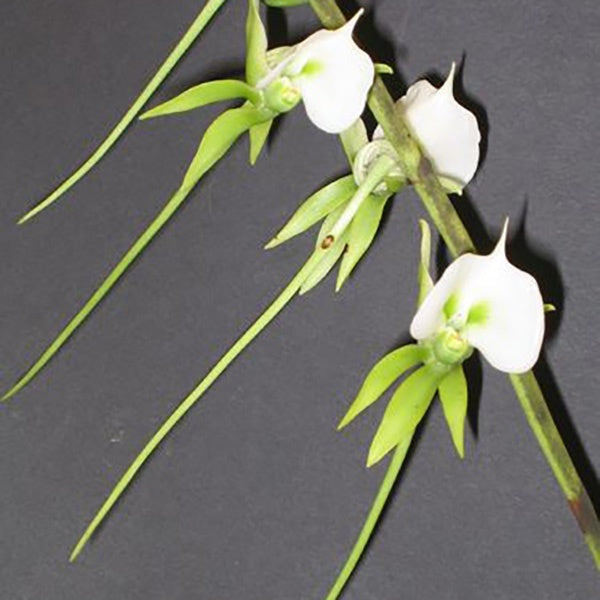 Angraecum giryamae