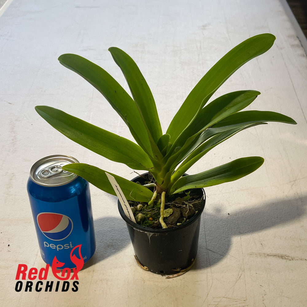 Angraecum giryamae