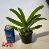 Angraecum giryamae