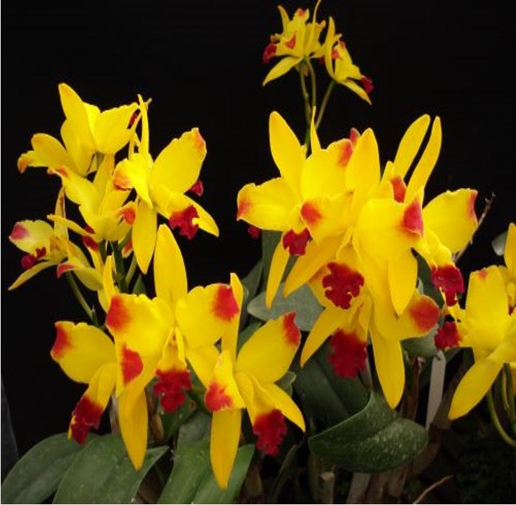 Laeliocattleya Tropical Trick 'Machado #1'