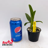 Laeliocattleya Tropical Trick 'Machado #1'