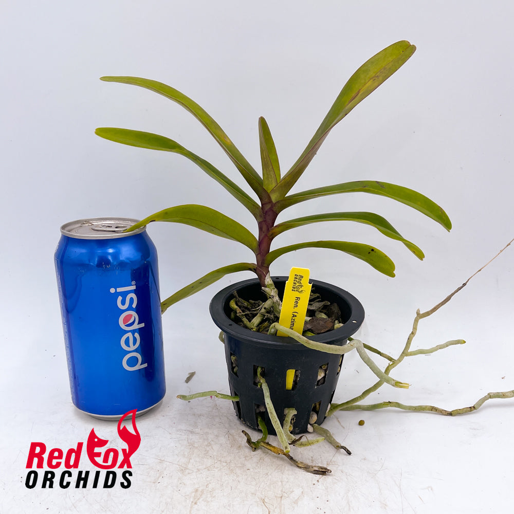Renanstylis Junus Alsagoff (Rnst Azimah x Ren storiei)