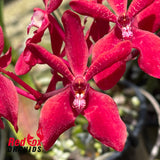 Renanstylis Junus Alsagoff (Rnst Azimah x Ren storiei)