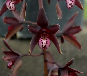 Cymbidium Australian Midnight 'Black Beauty'