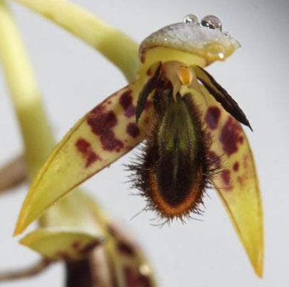 Bulbophyllum schinzianum