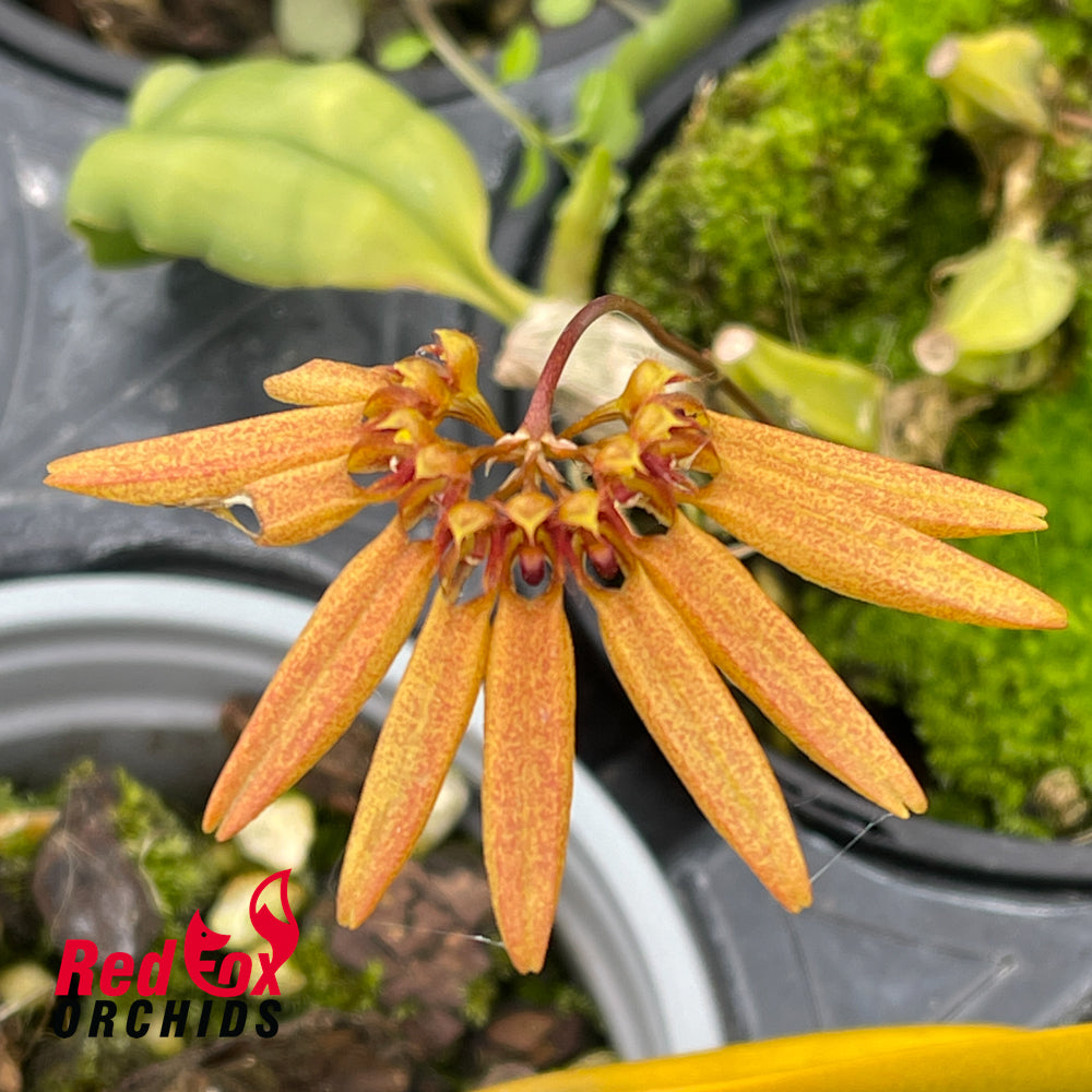 Bulbophyllum mastersianum x brevibrachiatum