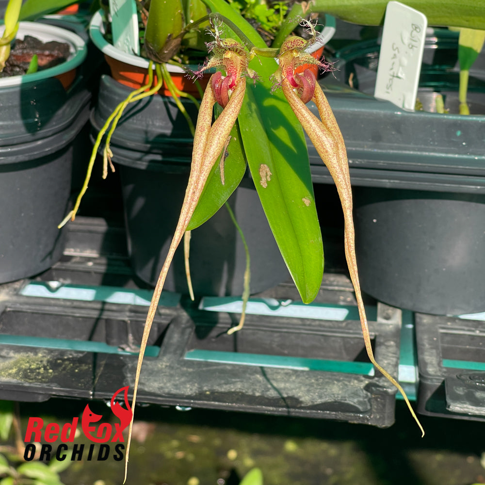 Bulbophyllum Rungsan Viraphadhli