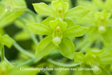 Grammatophyllum scriptum var. citrinum