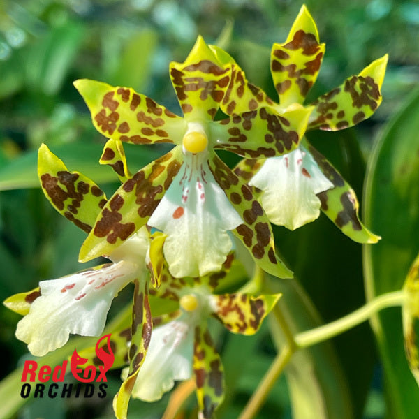 Oncidium maculatum