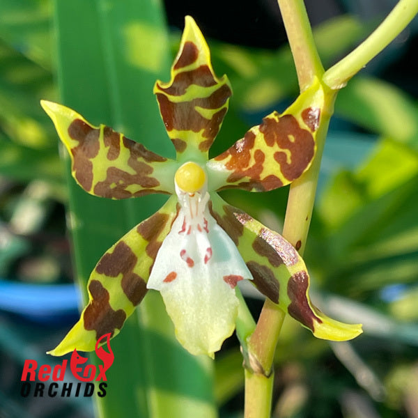 Oncidium maculatum