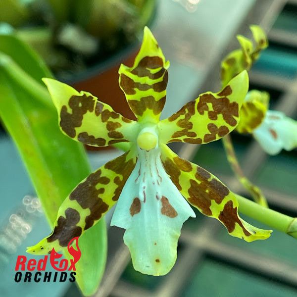 Oncidium maculatum