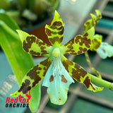 Oncidium maculatum