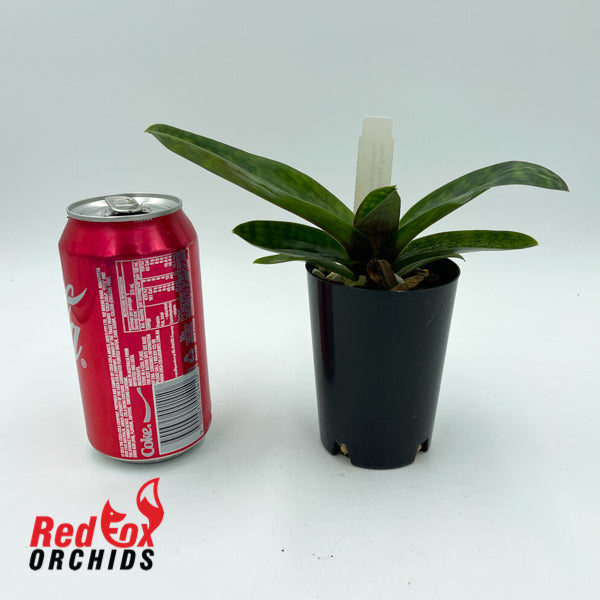 Paphiopedilum Shin-Yi Heart x (Hung Sheng Gourd x Hung Sheng Bay)