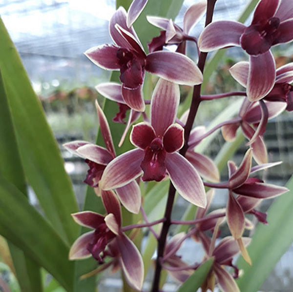 Cymbidium Ensi Canal 'Lady First'