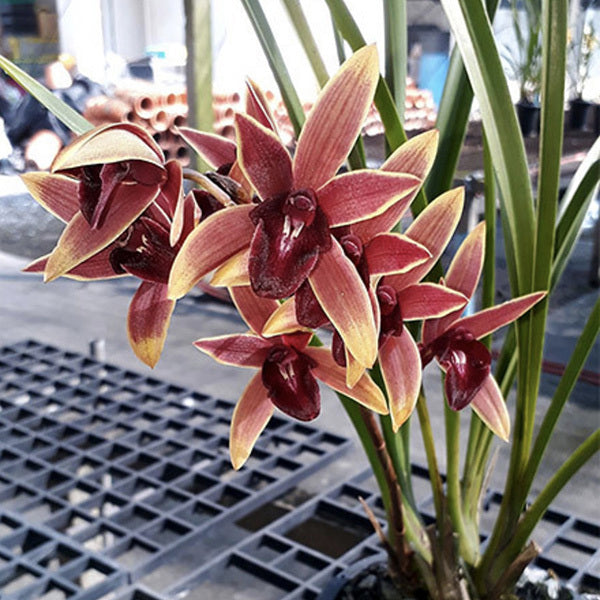 Cymbidium Aussie Dreamtime 'Pakkret'