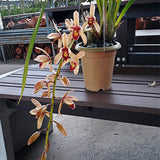 Cymbidium Pakkret Firestorm 'Jerry'