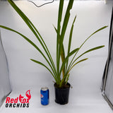 Cymbidium Pakkret Firestorm 'Jerry'