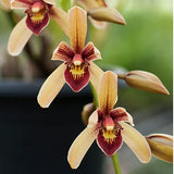 Cymbidium Pakkret Firestorm 'Jerry'