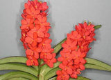 Ascocentrum curvifolium