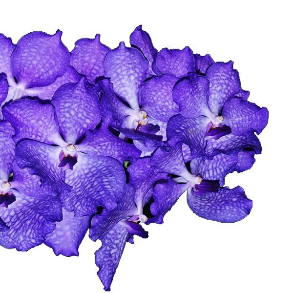 Vanda Prayoon Delight x Vanda Gordon Dillon Blue (4n)