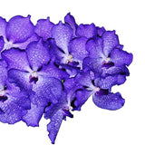 Vanda Prayoon Delight x Vanda Gordon Dillon Blue (4n)