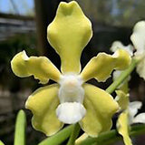 Vanda tessellata 'alba'