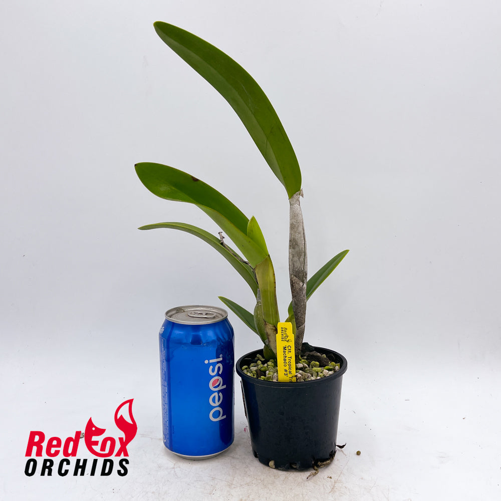 Laeliocattleya Tropical Trick 'Machado #3'