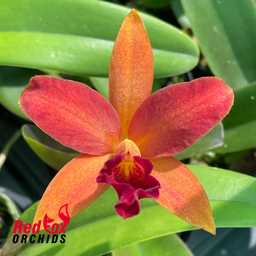 Laeliocattleya Tropical Trick 'Machado #3'