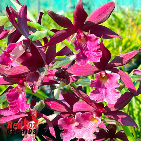 Phaiocalanthe Kryptonite 'Parkside'