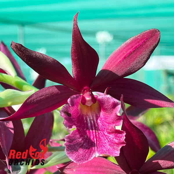 Phaiocalanthe Kryptonite 'Parkside'