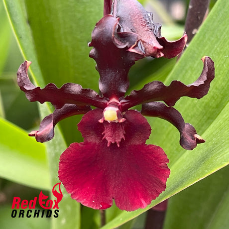Odontocidium Succubus 'Night Shift'
