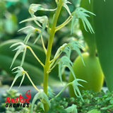 Bulbophyllum compressum