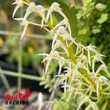 Bulbophyllum compressum
