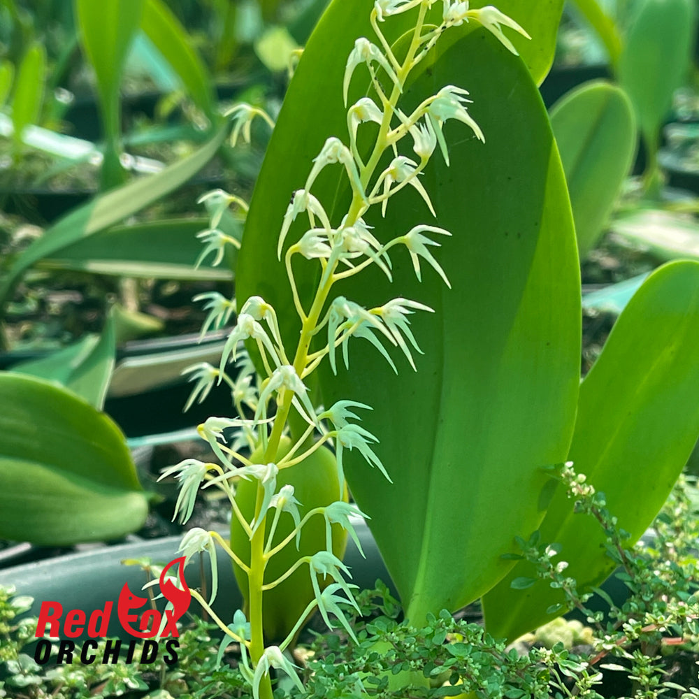 Bulbophyllum compressum
