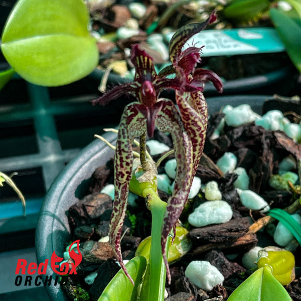 Bulbophyllum Fascination x lasiochilum