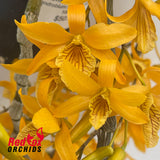 Dendrobium Stardust 'Firebird'