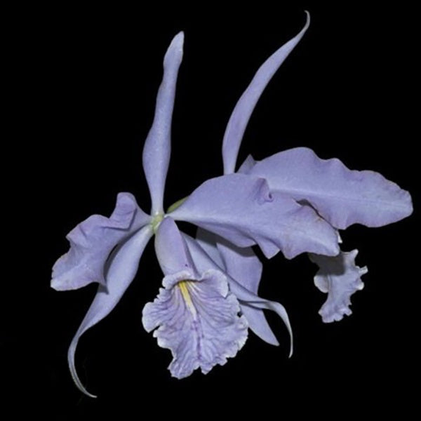 Cattleya maxima var coerulea