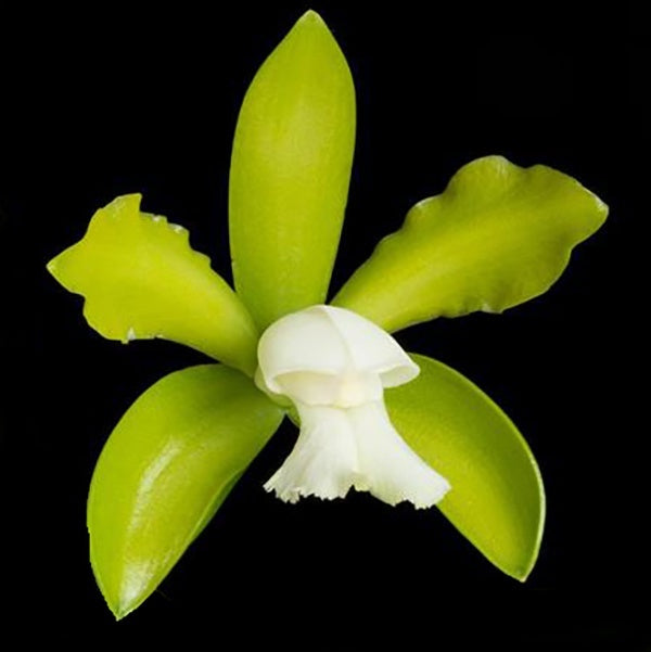 Cattleya tigrina 'alba x almost alba'