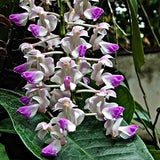 Aerides falcata