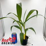 Spathoglottis 'Mellow Yellow'
