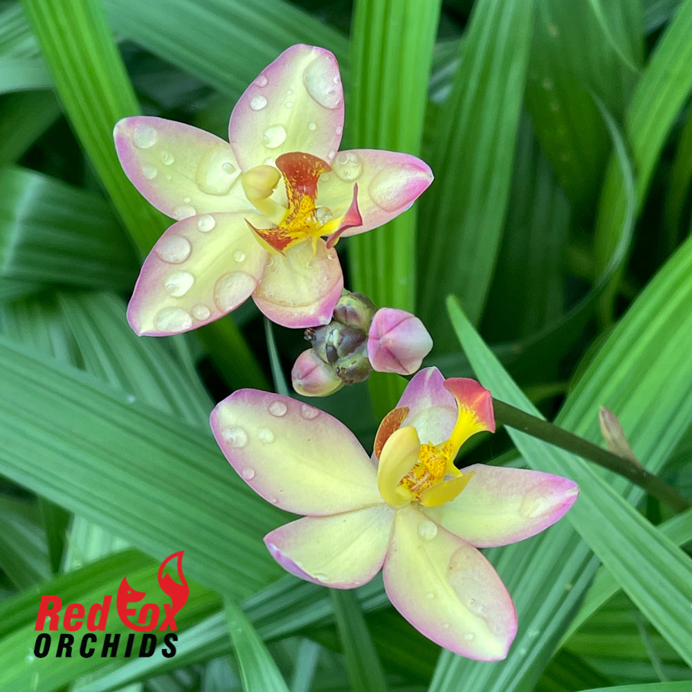 Spathoglottis 'Mellow Yellow'